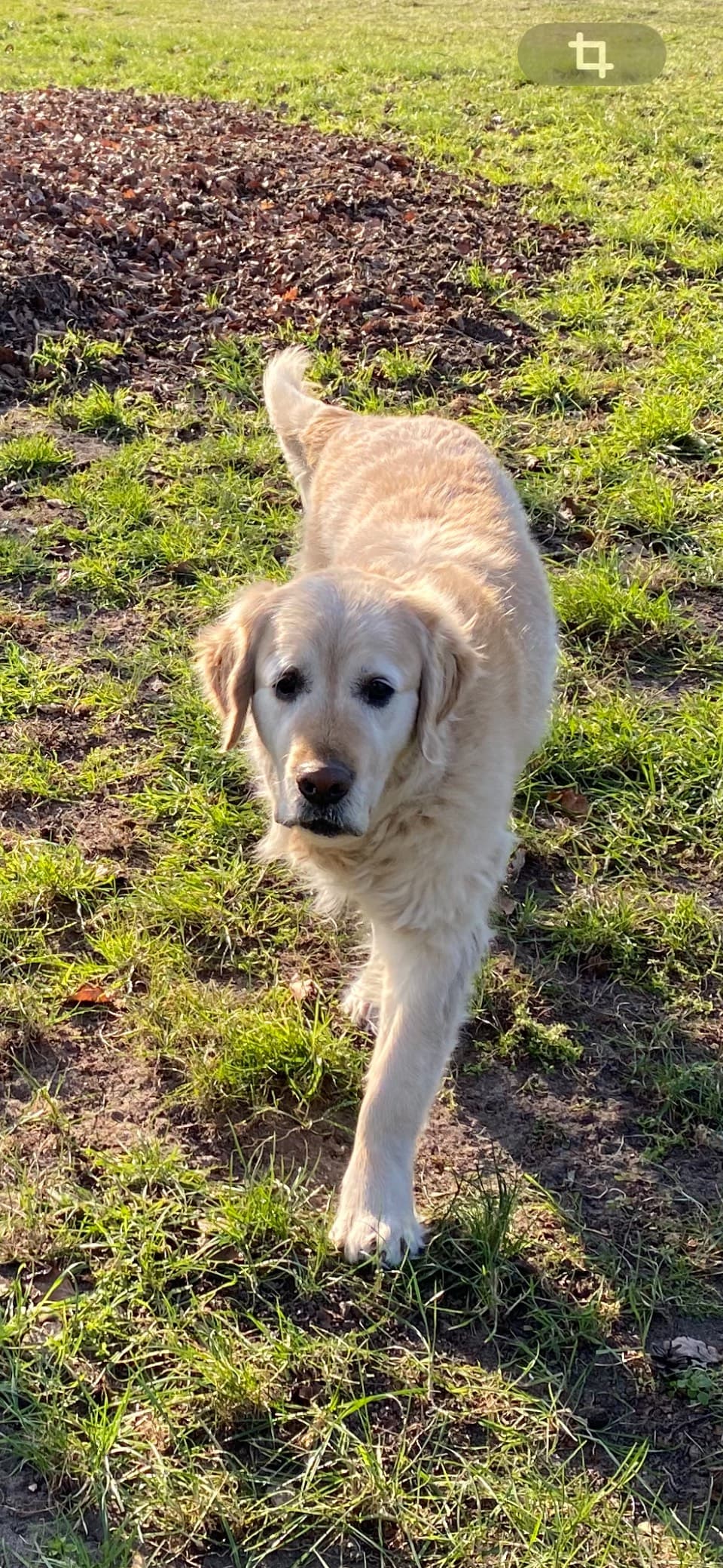 Chien de thérapie orthophonique
